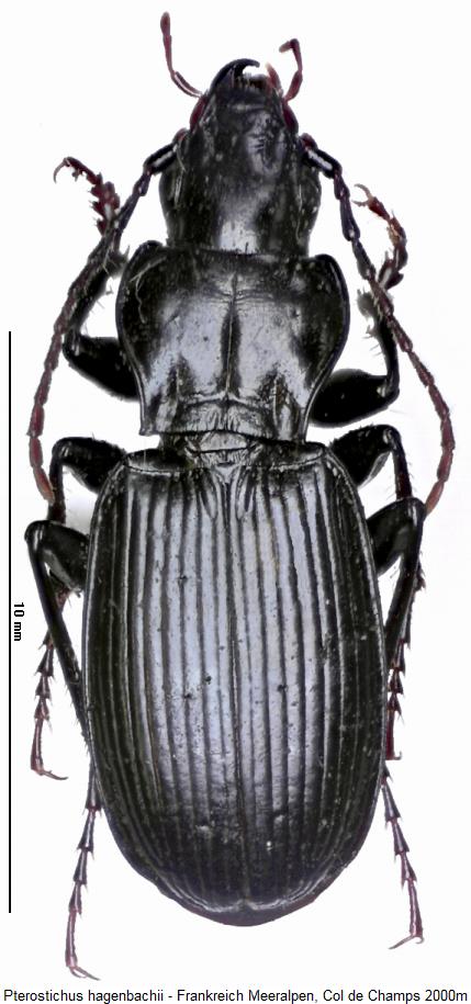 pterostichus_hagenbachii_hab.jpg