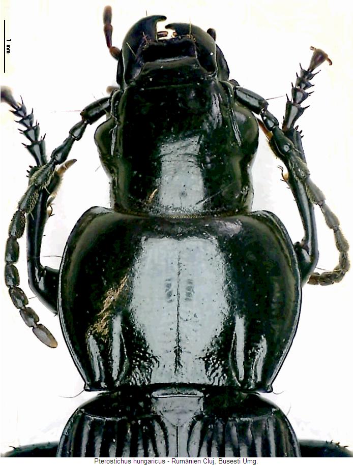 pterostichus_hungaricus_vk.jpg
