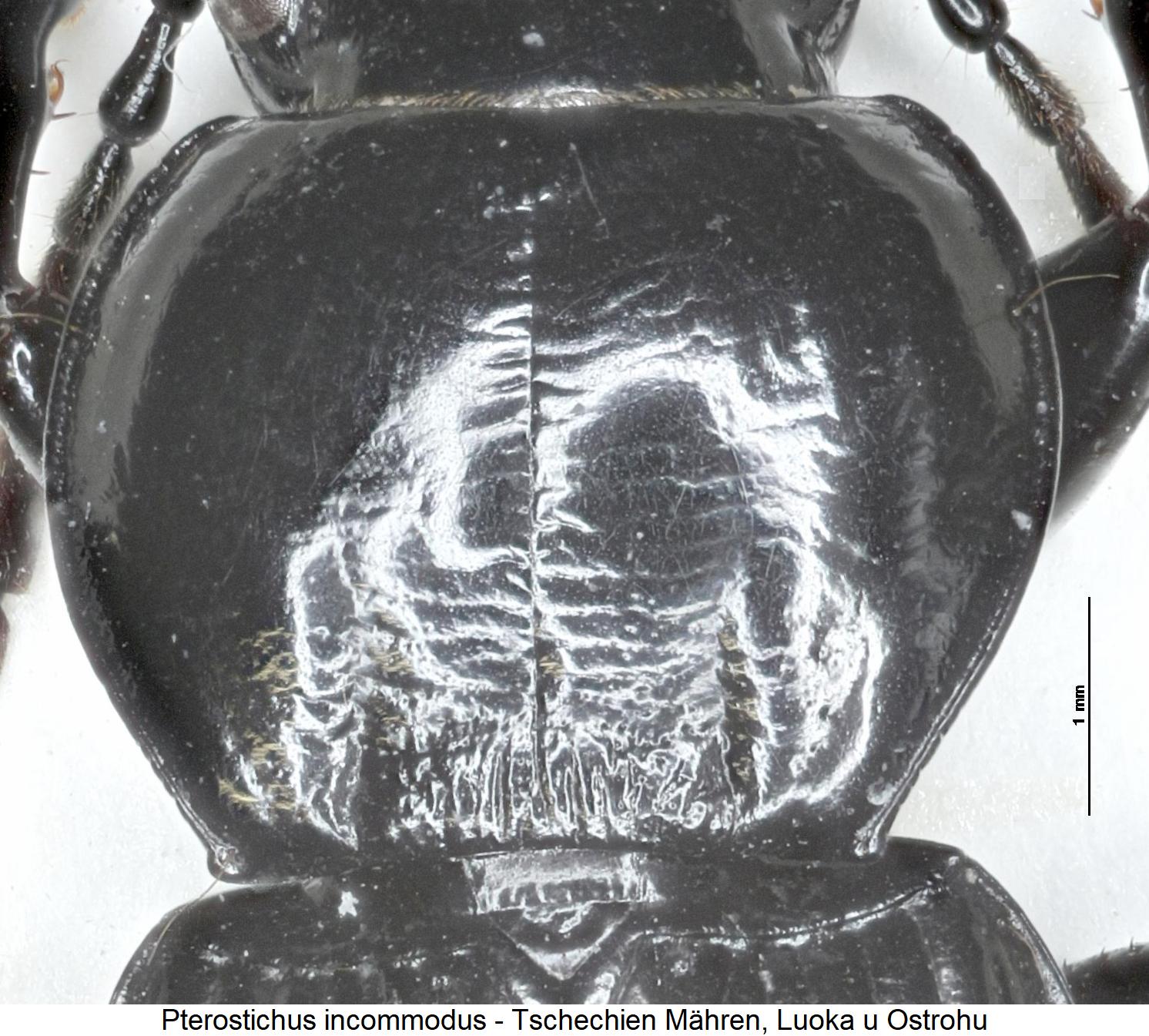 pterostichus_incommodus_hsch.jpg