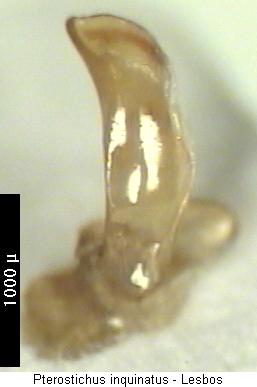 pterostichus_inquinatus.jpg