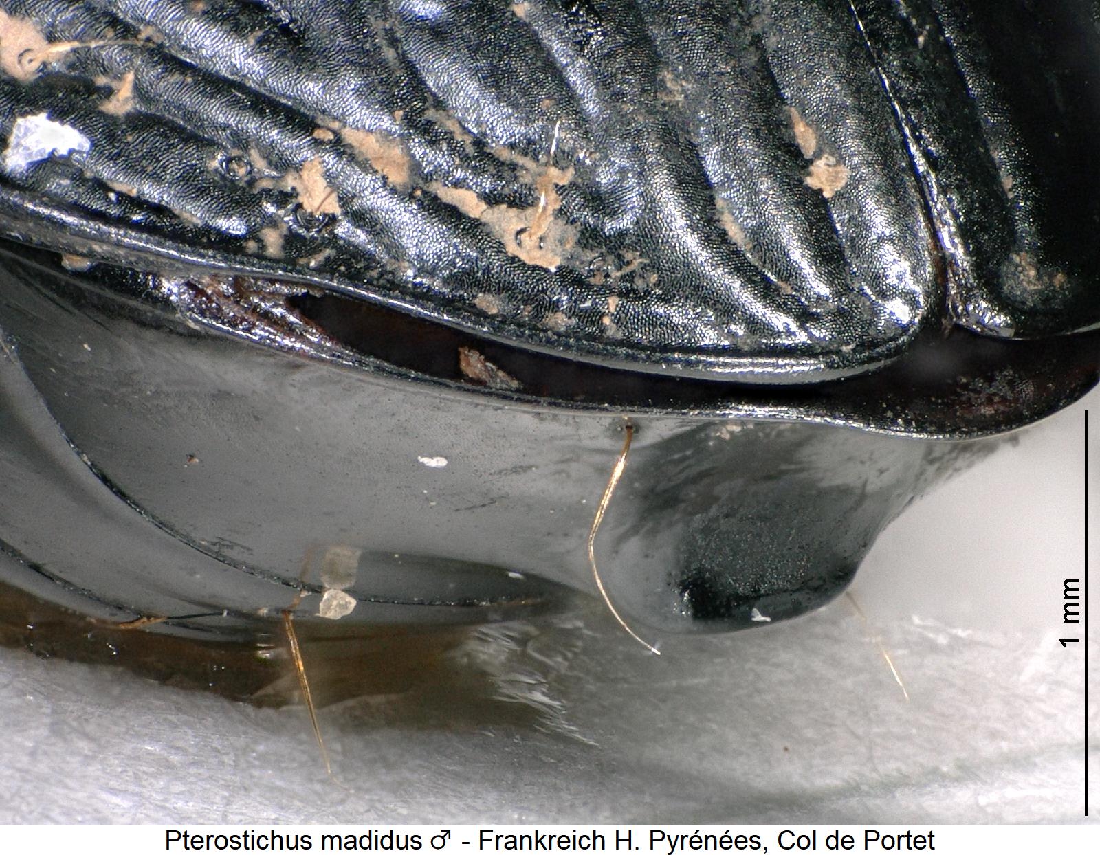 pterostichus_madidus_m_ster.jpg