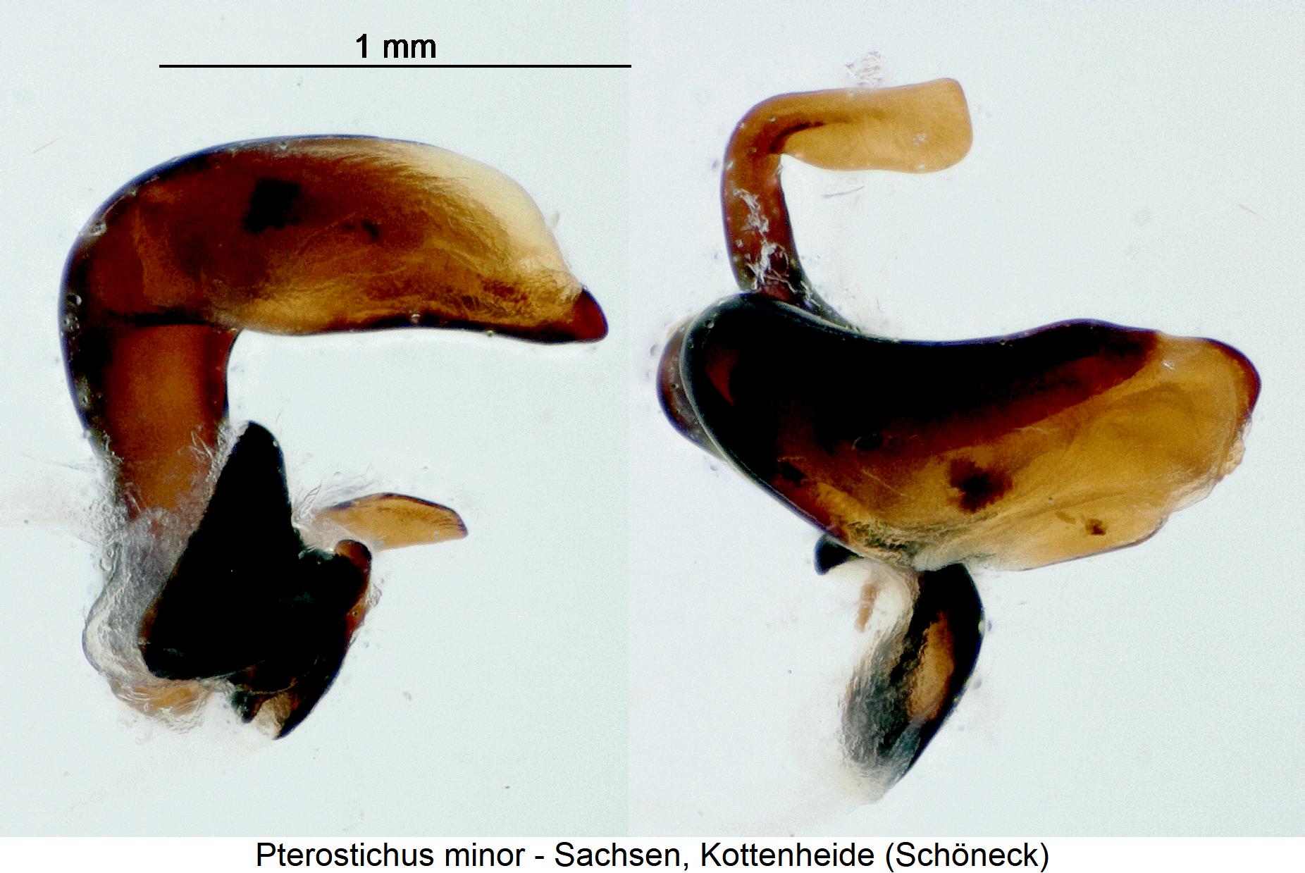 pterostichus_minor1.jpg