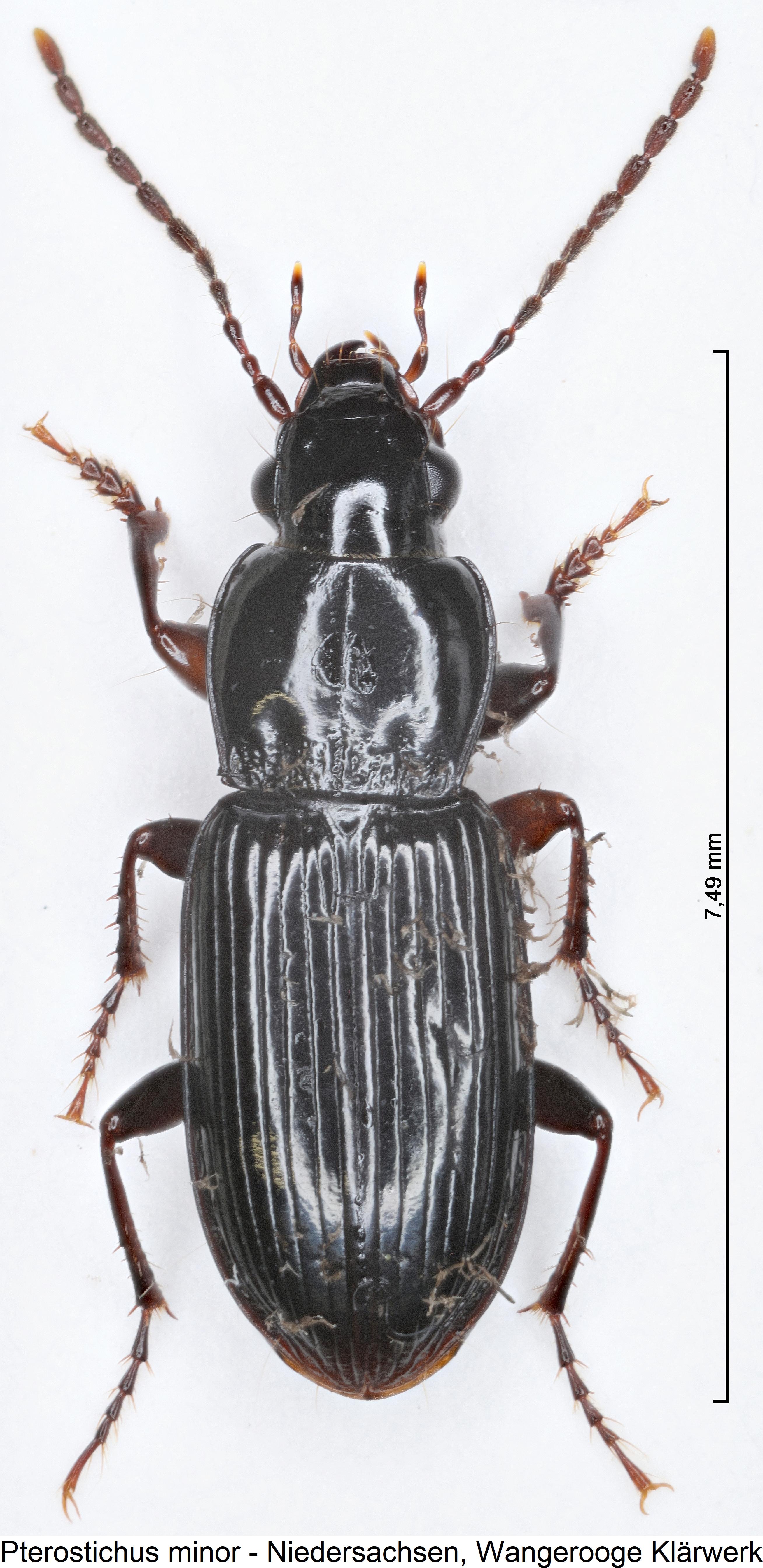 pterostichus_minor_hab.jpg