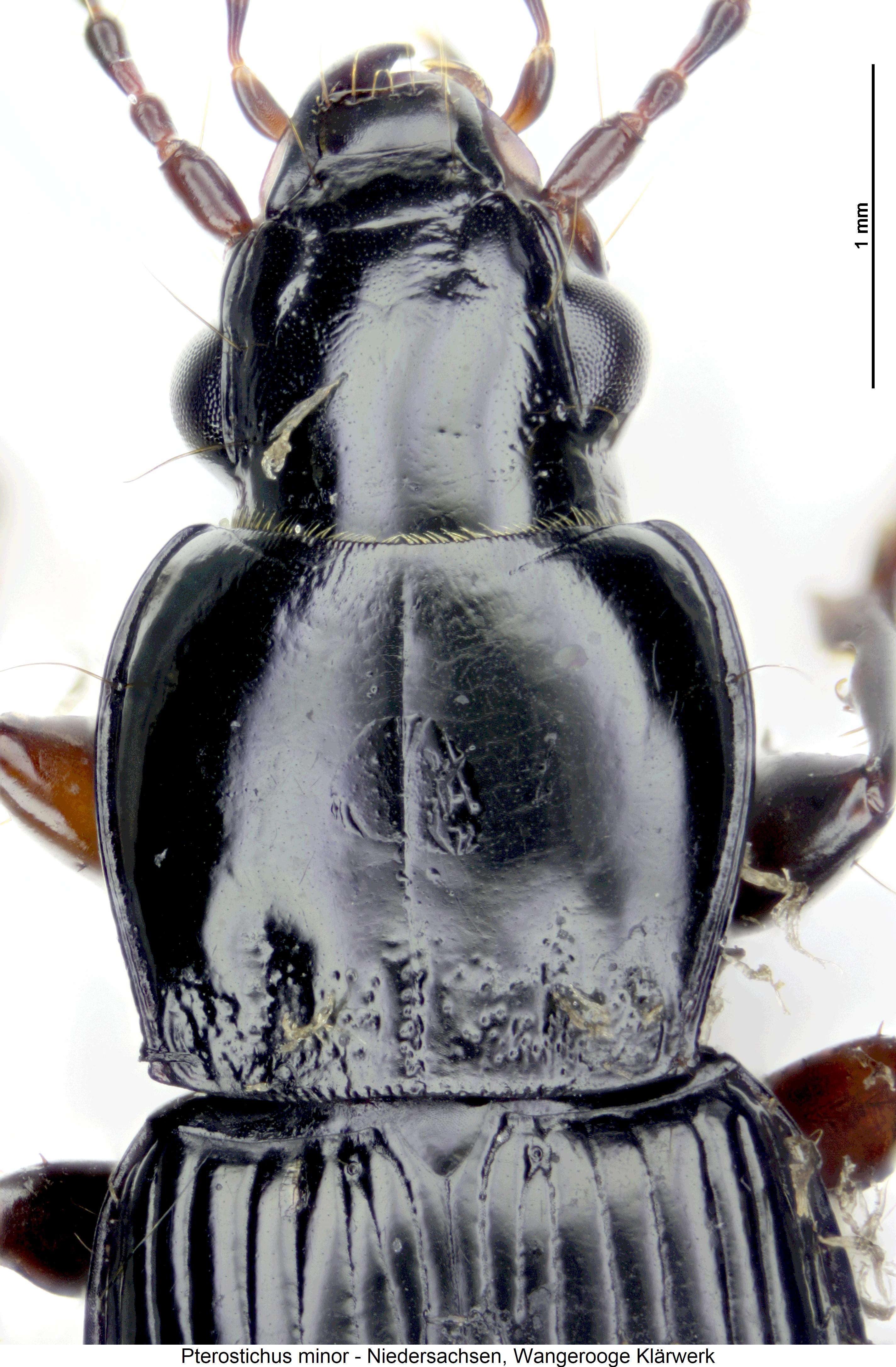 pterostichus_minor_vk.jpg