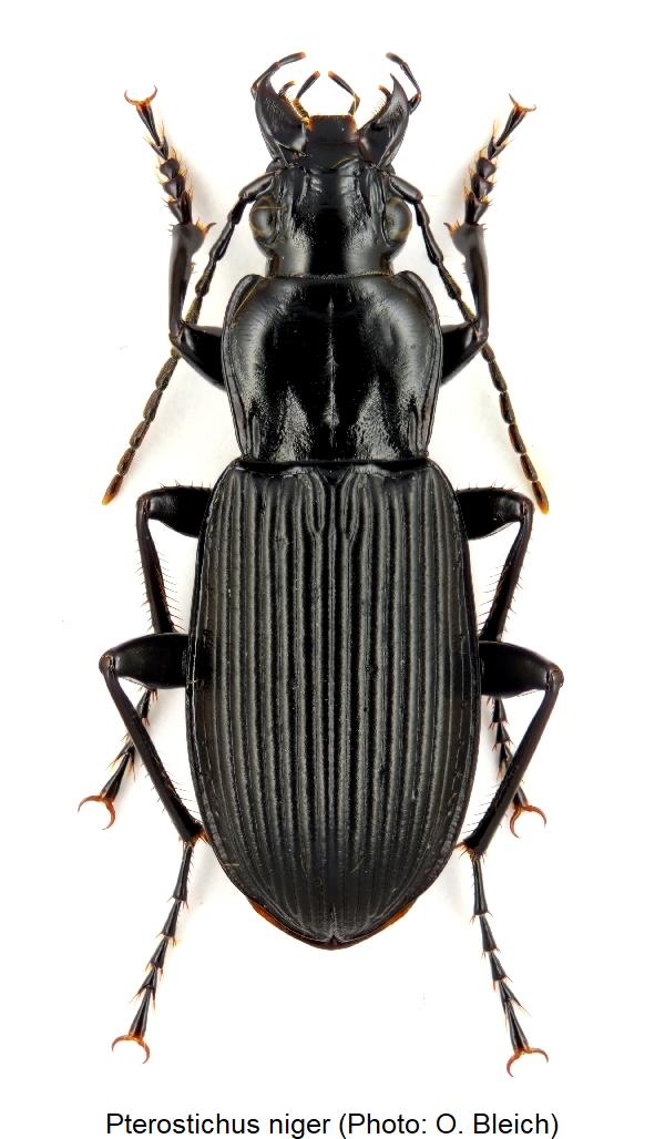 pterostichus_niger_hab.jpg