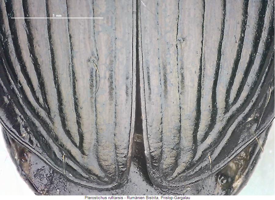pterostichus_rufitarsis_fld.jpg