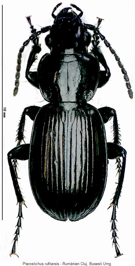 pterostichus_rufitarsis_hab.jpg