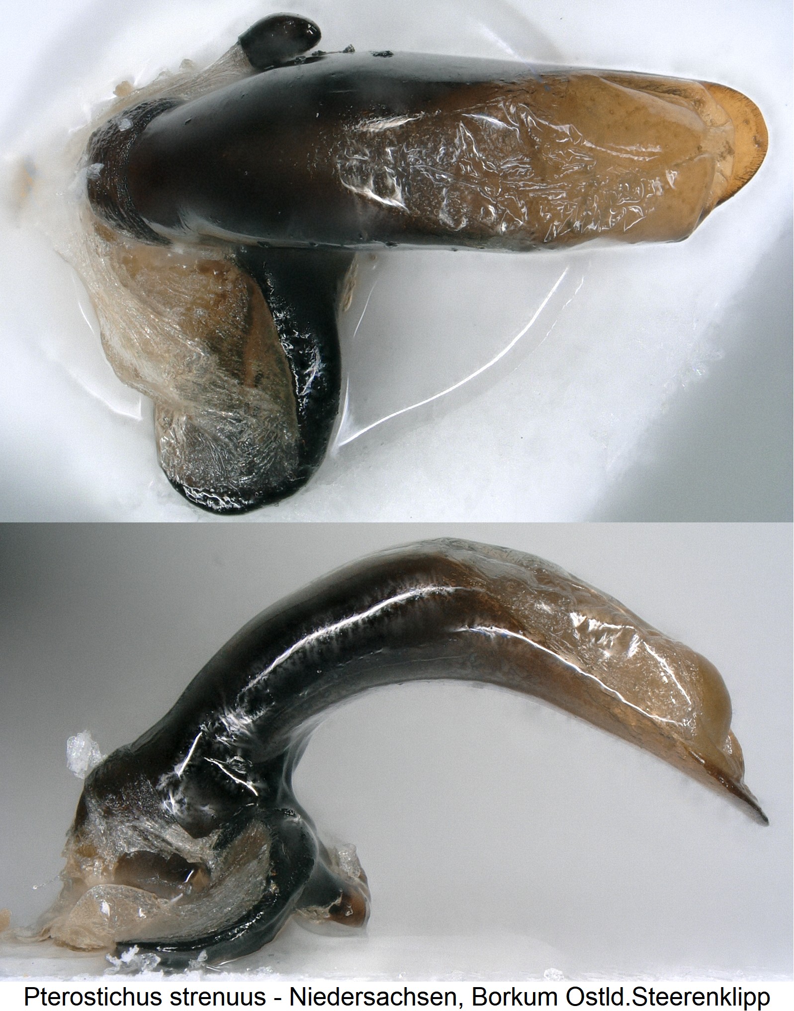 pterostichus_strenuus.jpg