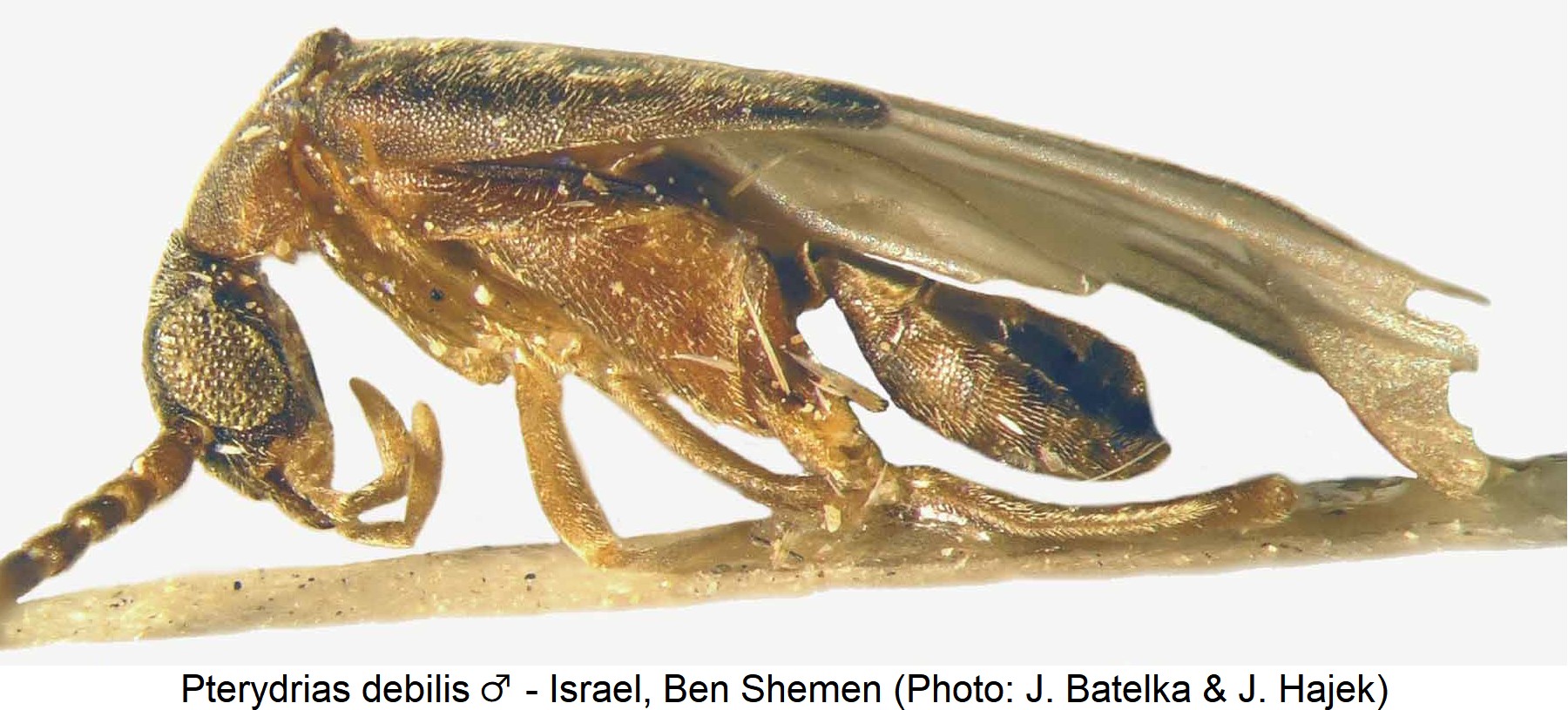 pterydrias_debilis_m_sa.jpg