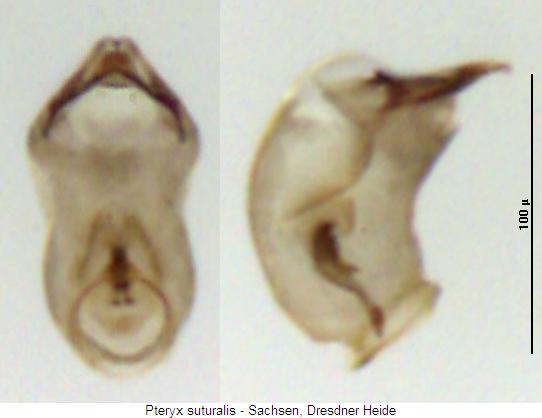 pteryx_suturalis.jpg