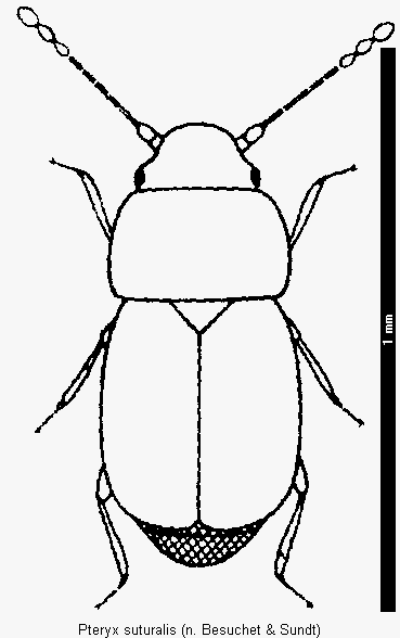 pteryx_suturalis_hab.gif