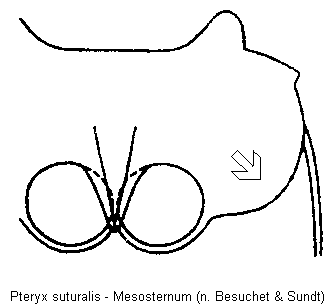 pteryx_suturalis_mbr.gif