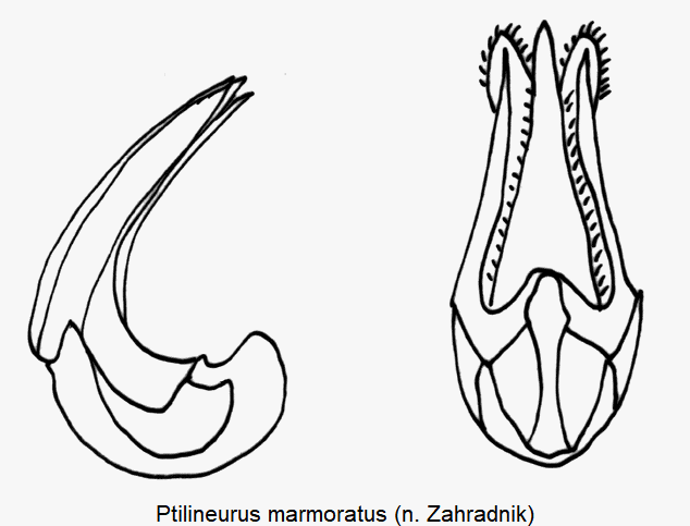 ptilineurus_marmoratus.gif