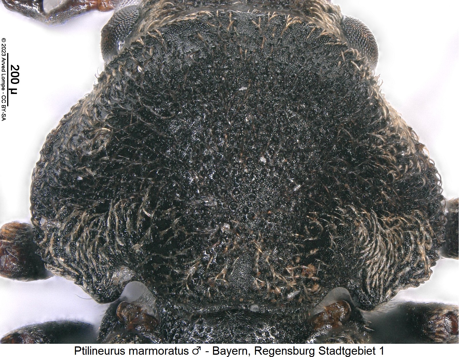 ptilineurus_marmoratus_m_hsch.jpg