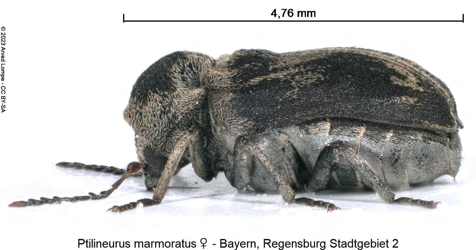 ptilineurus_marmoratus_w_sa.jpg