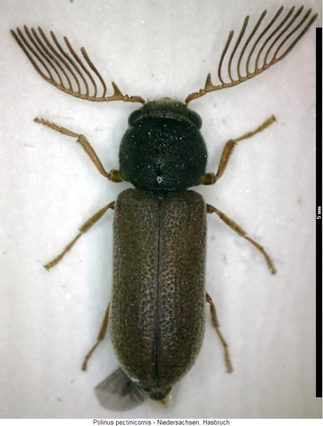 ptilinus_pectinicornis_hab.jpg
