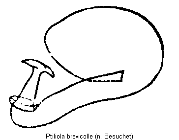ptiliola_brevicolle_sperm.gif