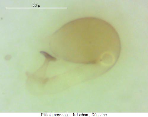 ptiliola_brevicolle_sperm.jpg