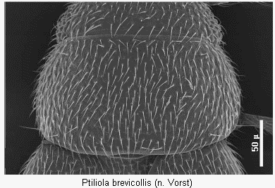 ptiliola_brevicollis_hsch.gif