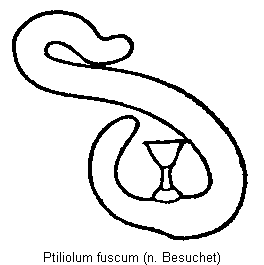 ptiliolum_fuscum_sperm.gif
