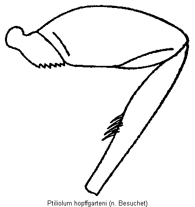 ptiliolum_hopffgarteni_hb.gif