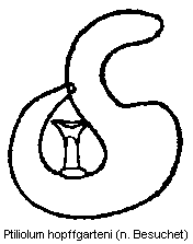 ptiliolum_hopffgarteni_sperm.gif