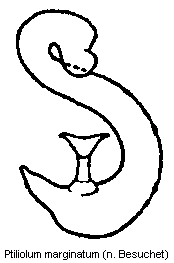 ptiliolum_marginatum_sperm.gif