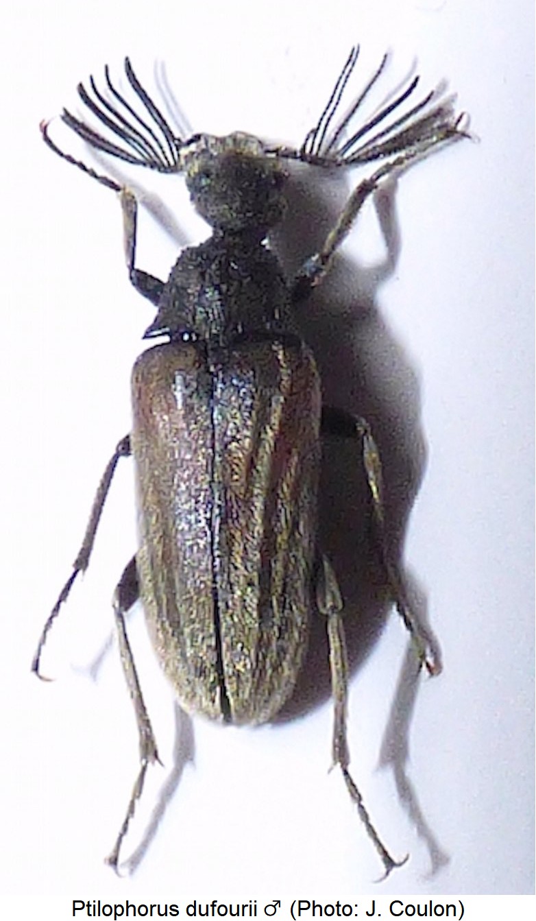 ptilophorus_dufourii_m_hab.jpg