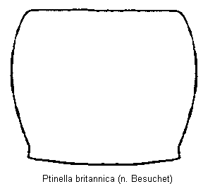 ptinella_britannica_hsch.gif