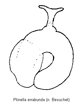 ptinella_errabunda_sperm.gif