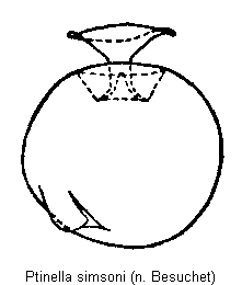 ptinella_simsoni_sperm.gif