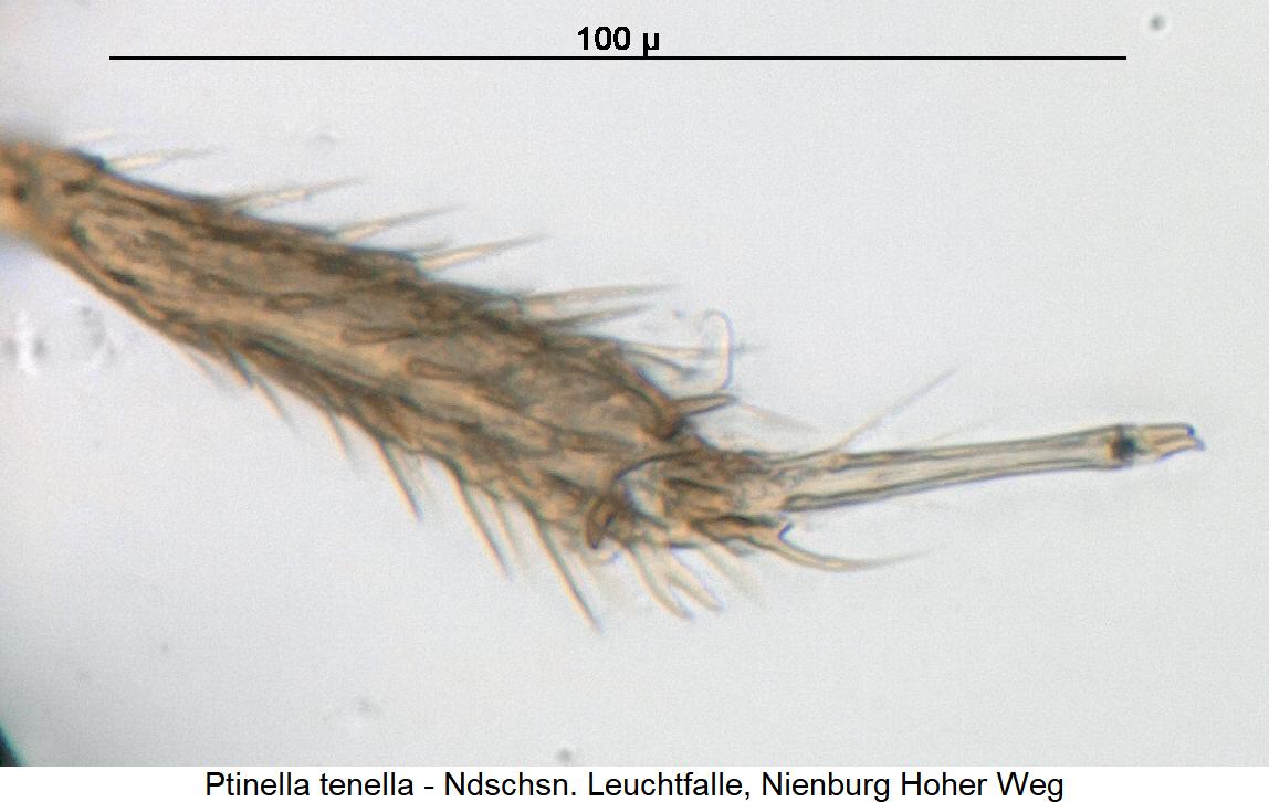 ptinella_tenella_mtr.jpg