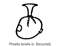 ptinella_tenella_sperm.gif