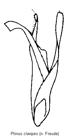 ptinus_clavipes.gif