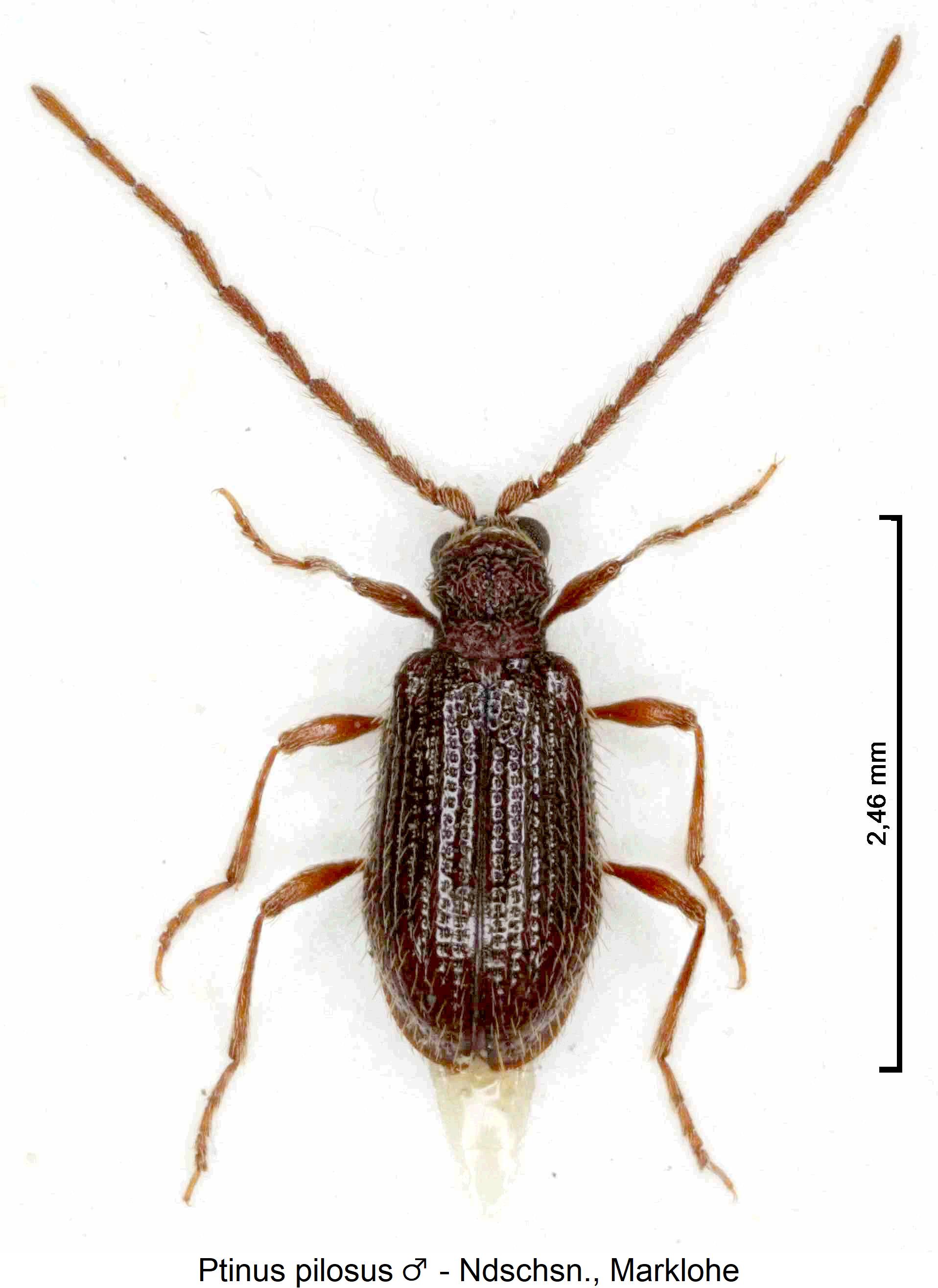 ptinus_pilosus_hab.jpg