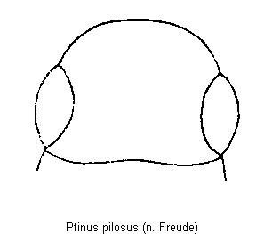 ptinus_pilosus_k.gif
