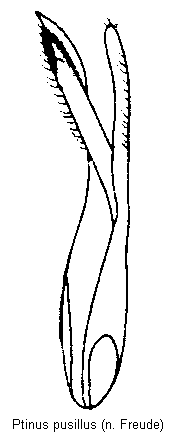 ptinus_pusillus.gif