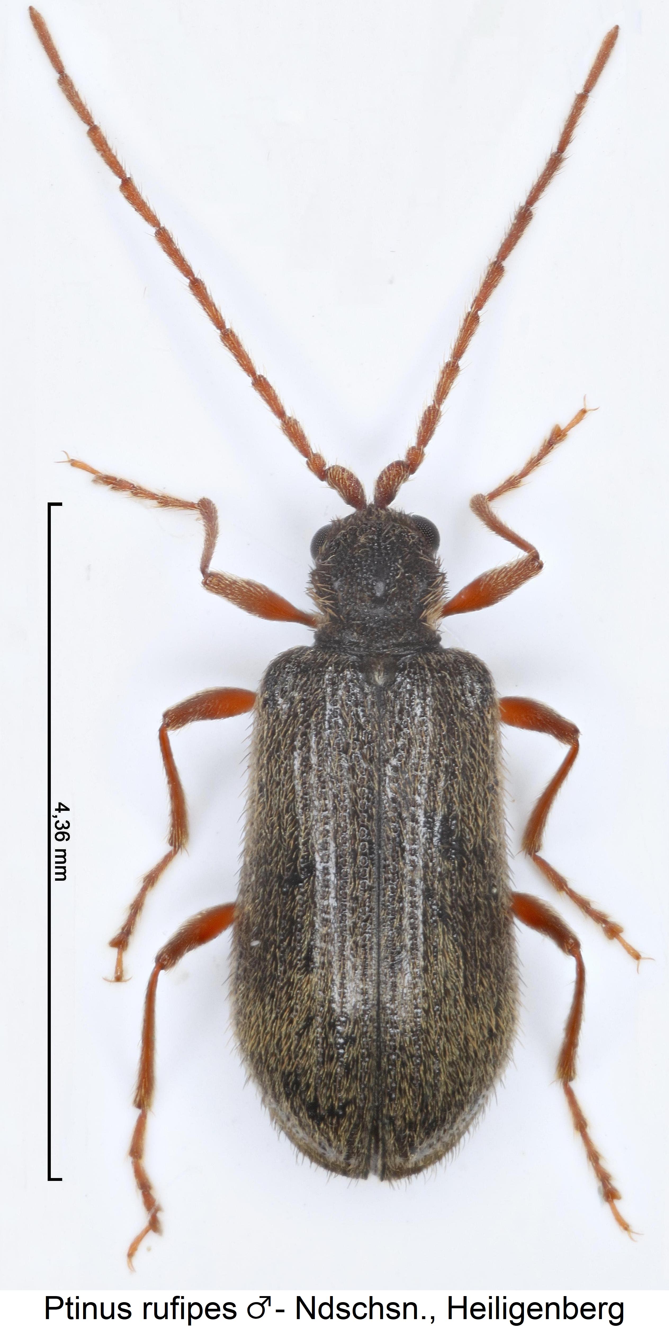 ptinus_rufipes_hab.jpg