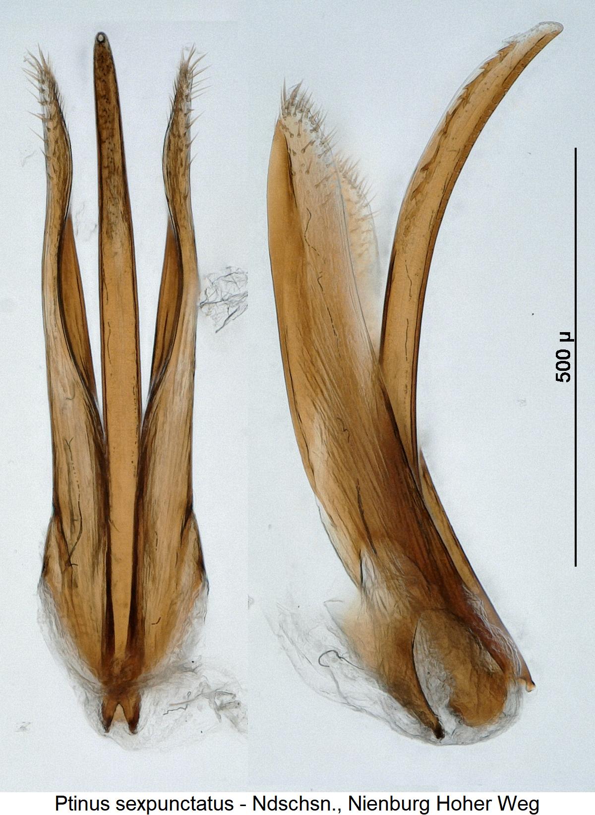 ptinus_sexpunctatus.jpg