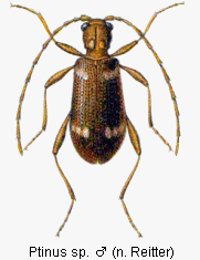 ptinus_sp_rtt.gif
