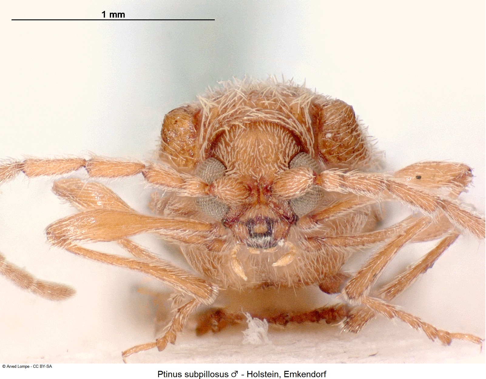 ptinus_subpillosus_m_ck9513_k.jpg