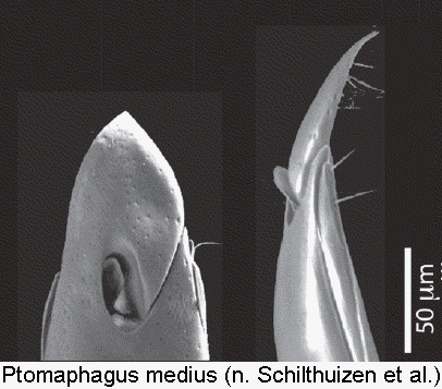 ptomaphagus_medius.gif
