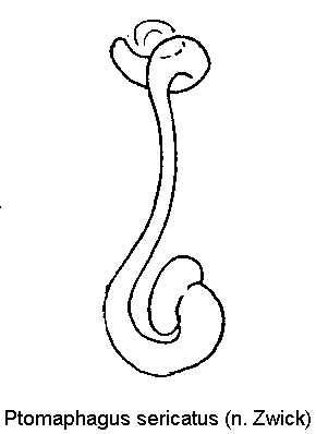 ptomaphagus_sericatus_sperm.gif