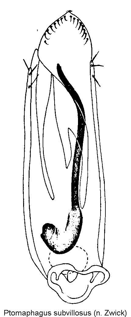 ptomaphagus_subvillosus1.gif