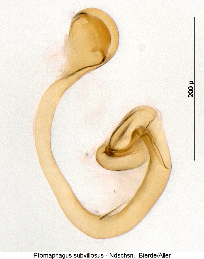 ptomaphagus_subvillosus_sperm.jpg