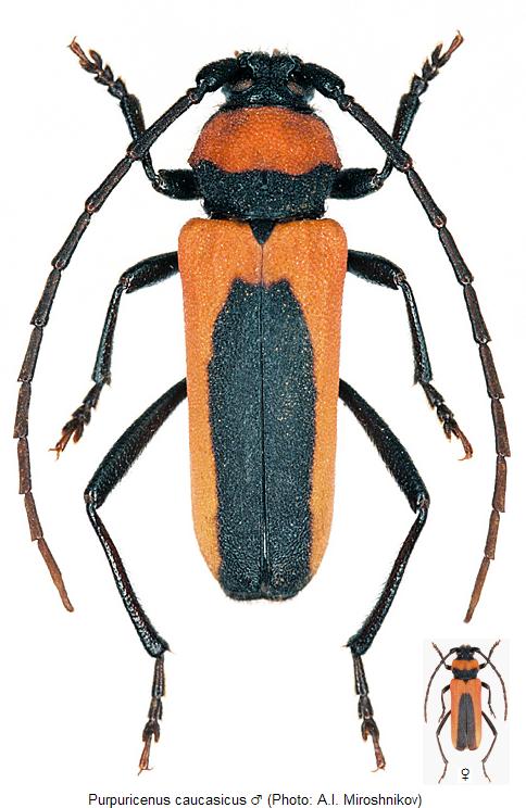purpuricenus_caucasicus_hab.jpg