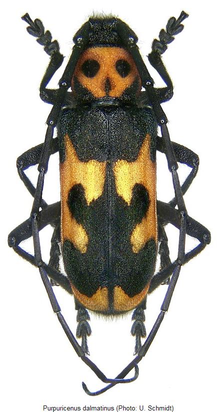 purpuricenus_dalmatinus_hab.jpg