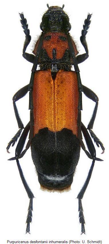 purpuricenus_inhumeralis_hab.jpg