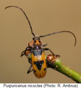 purpuricenus_nicocles_hab.jpg