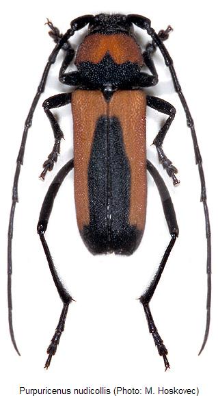 purpuricenus_nudicollis_hab.jpg